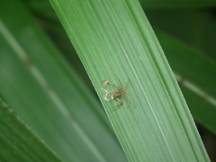 Lycosoidea