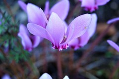 Cyclamen hederifolium