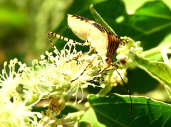 Hypselonotus lineatus