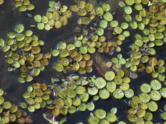 Salvinia minima