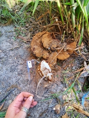 Ganoderma polychromum