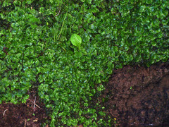 Conocephalum conicum