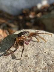 Grapsus albolineatus
