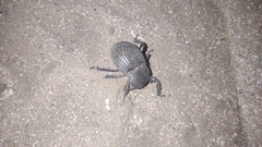 Gonopus