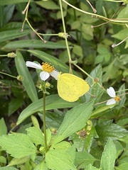 Eurema blanda
