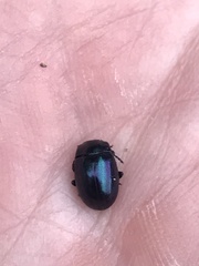 Chrysolinina