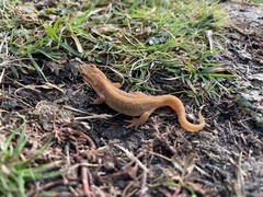 Lissotriton