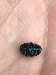 Chrysolinina