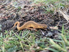Lissotriton