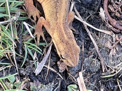 Lissotriton