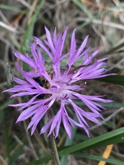 Centaurea jacea