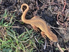 Lissotriton