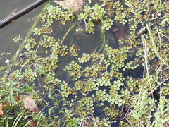 Salvinia minima