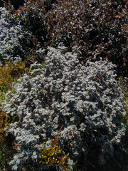 Polylepis quadrijuga