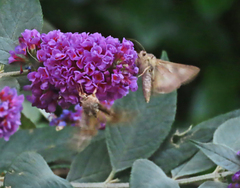Autographa