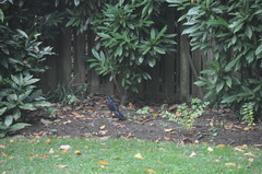 Quiscalus quiscula