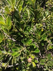 Diospyros lycioides