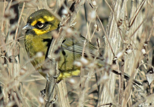 Yellow-striped Brushfinch (Atlapetes citrinellus), photo 10