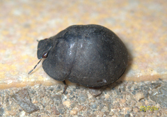 Calacta lugubris