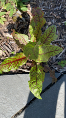 Rumex sanguineus
