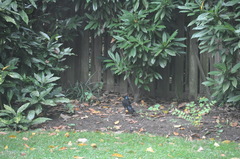Quiscalus quiscula
