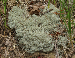 Cladonia arbuscula