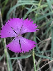Dianthus seguieri