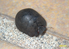Calacta lugubris