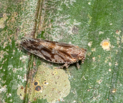 Cixiinae