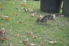 Sylvilagus floridanus