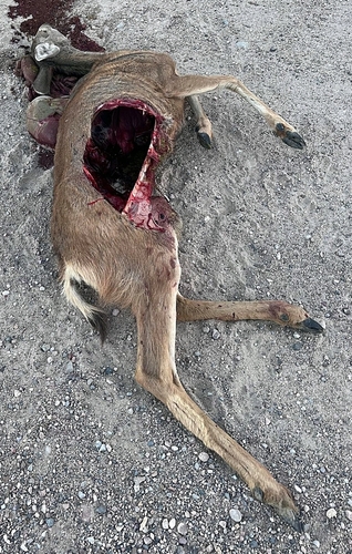 Mule Deer photographed in Nebraska