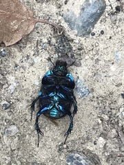 Anoplotrupes stercorosus