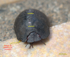 Calacta lugubris