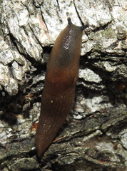 Krynickillus melanocephalus