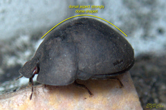 Calacta lugubris