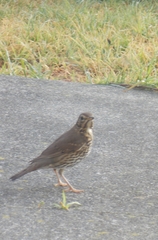 Turdus philomelos clarkei