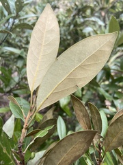 Persea humilis