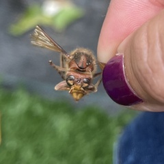 Vespa crabro