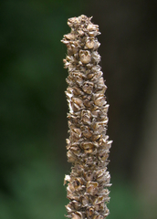 Verbascum thapsus