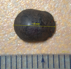 Calacta lugubris