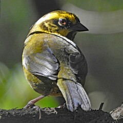 Atlapetes citrinellus