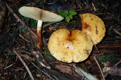 Pholiota lucifera