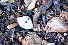 Tandonia sowerbyi