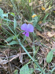 Lathyrus sylvestris