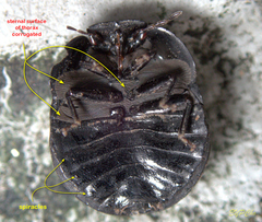 Calacta lugubris