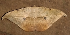 Oxydia vesulia