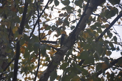 Dryobates pubescens