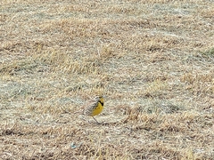 Sturnella magna