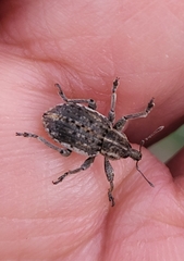 Brachypera zoilus