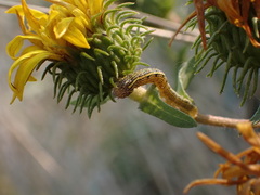 Heliothis